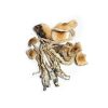 Kaufen Sie Transkei Mushrooms in Deutschland