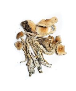 Kaufen Sie Transkei Mushrooms in Deutschland