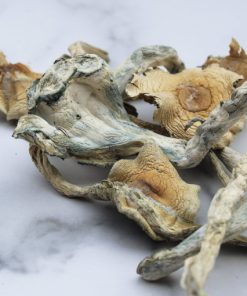Treasure Coast Mushroom online in Deutschland zu verkaufen