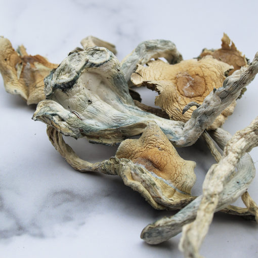 Treasure Coast Mushroom Treasure Coast Mushroom online in Deutschland zu verkaufen