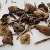 Wavy Caps Mushroom Wavy Caps Mushroom zu verkaufen in Deutschland