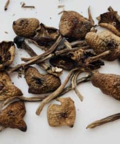 Wavy Caps Mushroom zu verkaufen in Deutschland