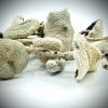 White Teacher Mushroom zum Verkauf in Deutschland