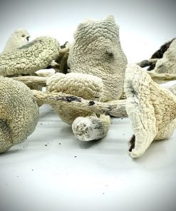 White Teacher Mushroom zum Verkauf in Deutschland