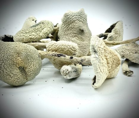 White Teacher Mushroom zum Verkauf in Deutschland
