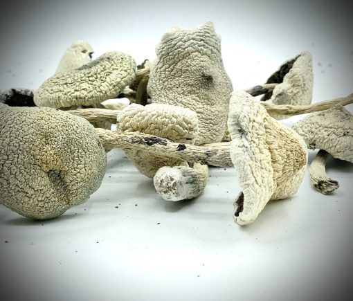 White Teacher Mushroom zum Verkauf in Deutschland