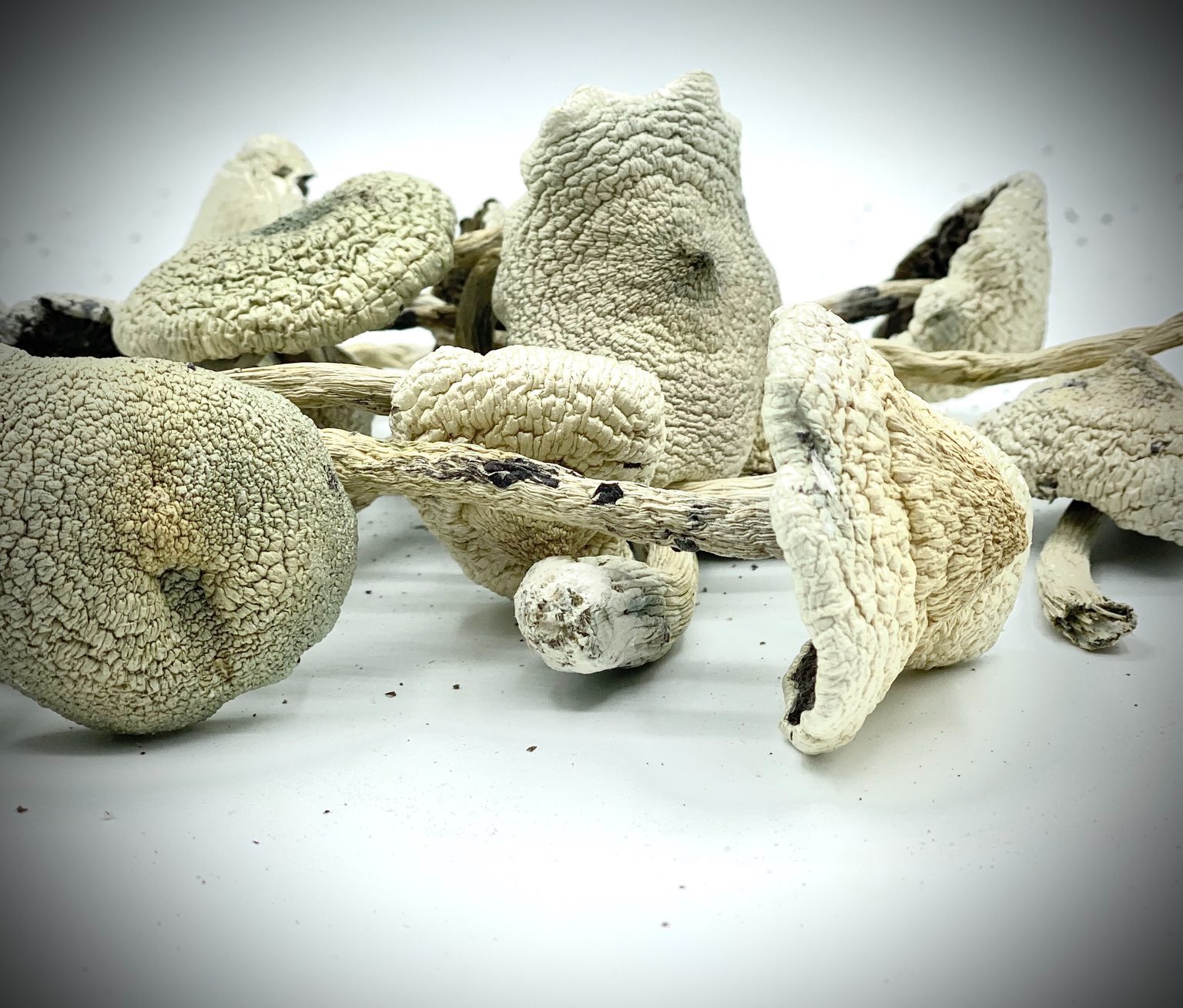 White Teacher Mushroom White Teacher Mushroom zum Verkauf in Deutschland