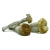 Yeti Mushroom zum Verkauf in Deutschland