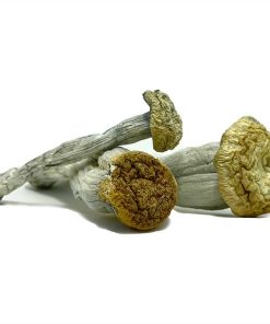 Yeti Mushroom zum Verkauf in Deutschland