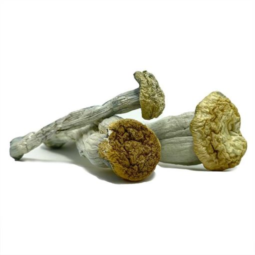 Yeti Mushroom zum Verkauf in Deutschland